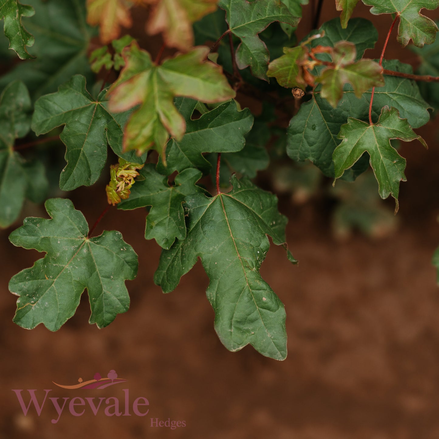 Bareroot Acer campestre (Field Maple)