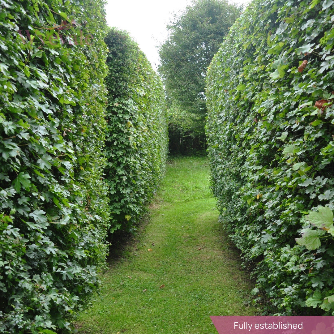 Symmetrical view of two hedges of Acer campestre, the Field Maple, flanking either side. The vibrant green foliage forms a cohesive and balanced frame, adding structure to the landscape