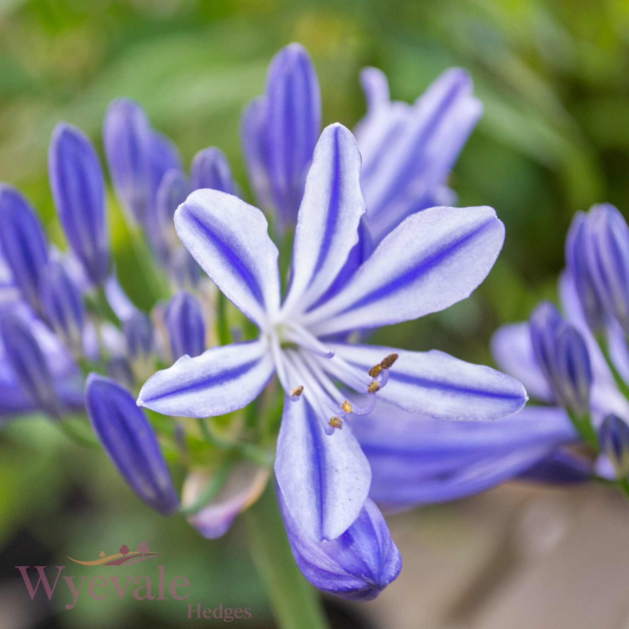 Agapanthus (African Lily Charlotte) 'Charlotte'