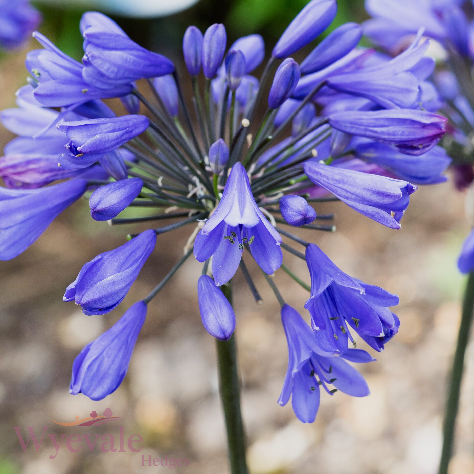 Agapanthus (African Lily) 'Ever Sapphire'