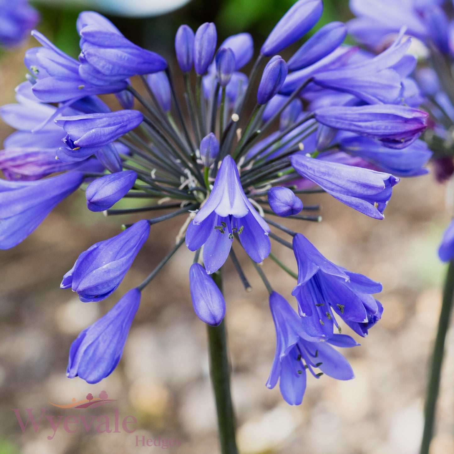 Agapanthus (African Lily) 'Ever Sapphire'