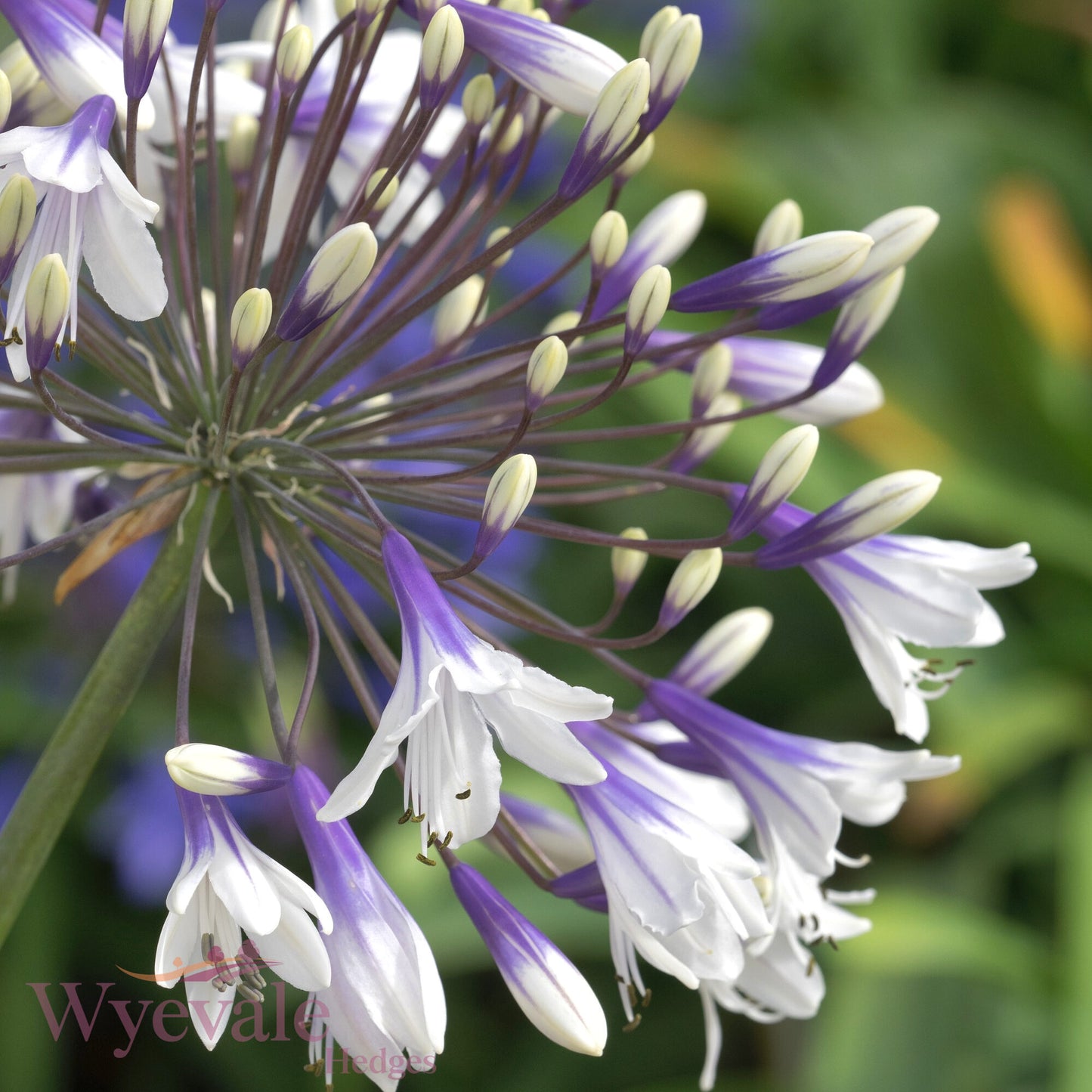 Agapanthus (African Lily) 'Fireworks'