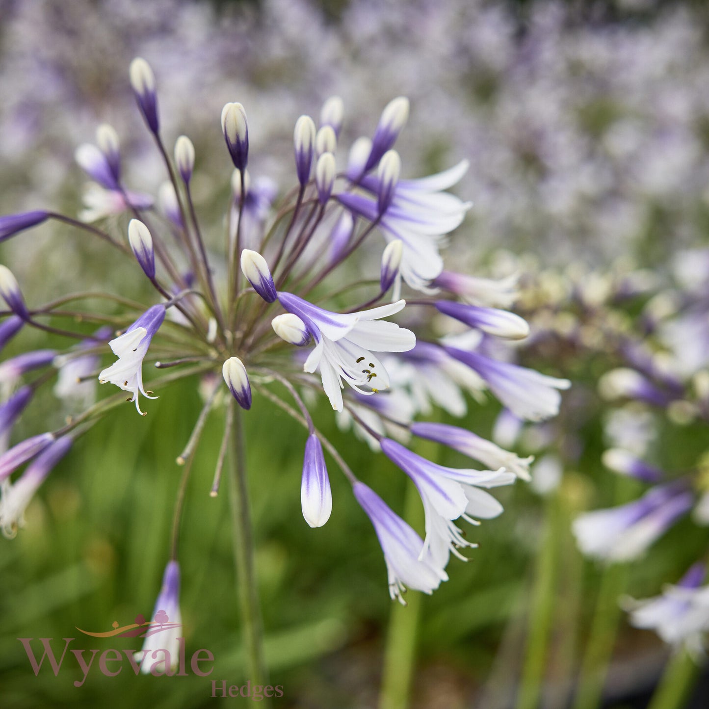 Agapanthus (African Lily) 'Fireworks'