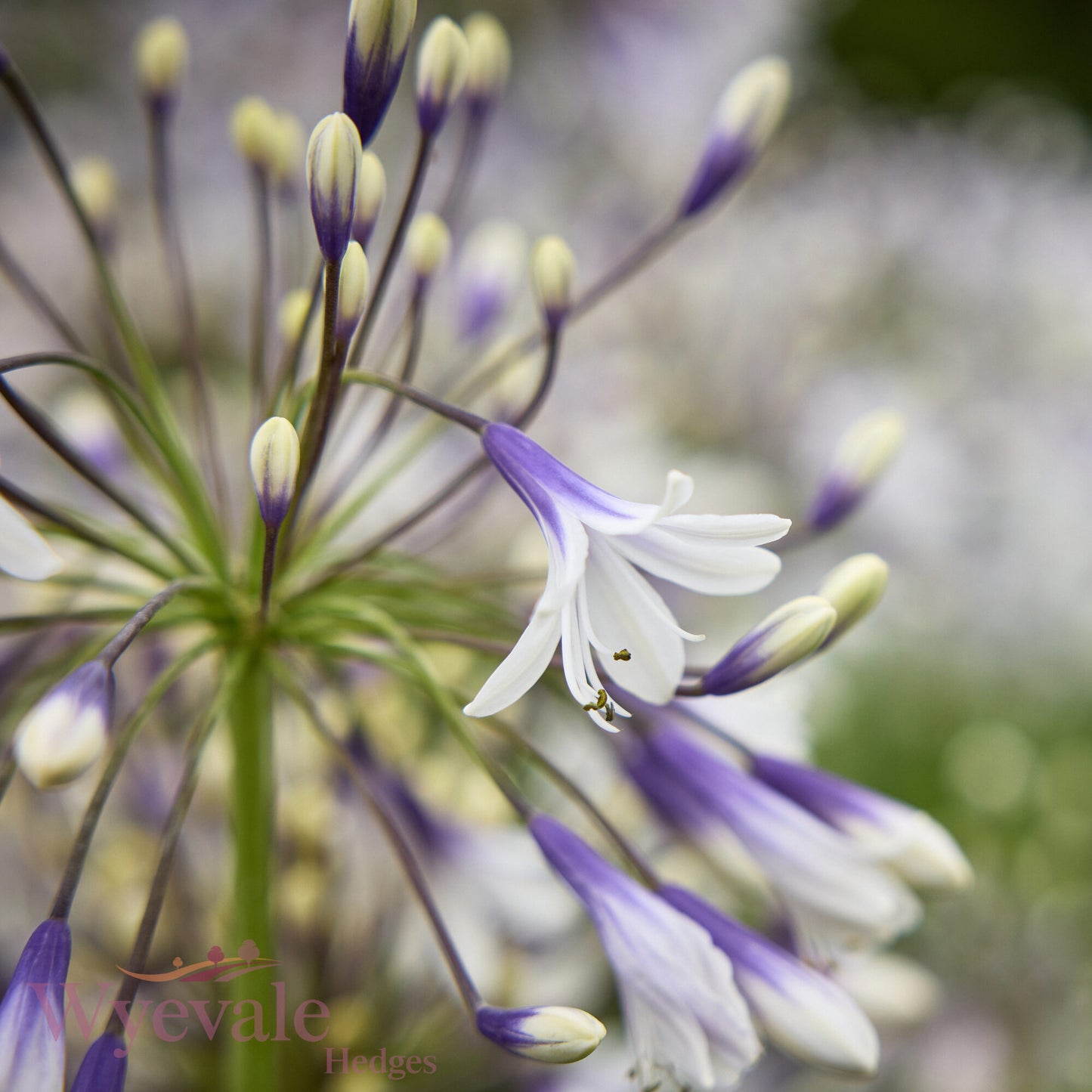 Agapanthus (African Lily) 'Fireworks'