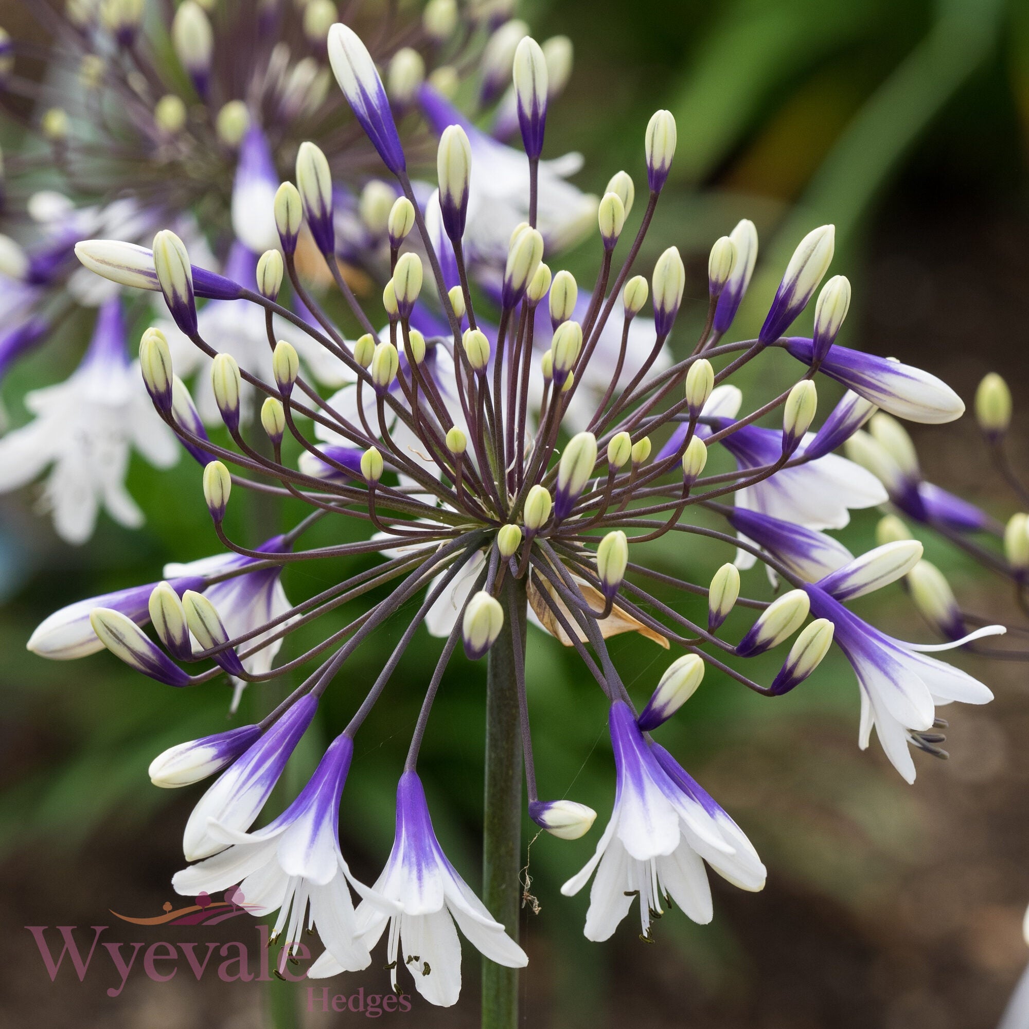 Agapanthus (African Lily) 'Fireworks'
