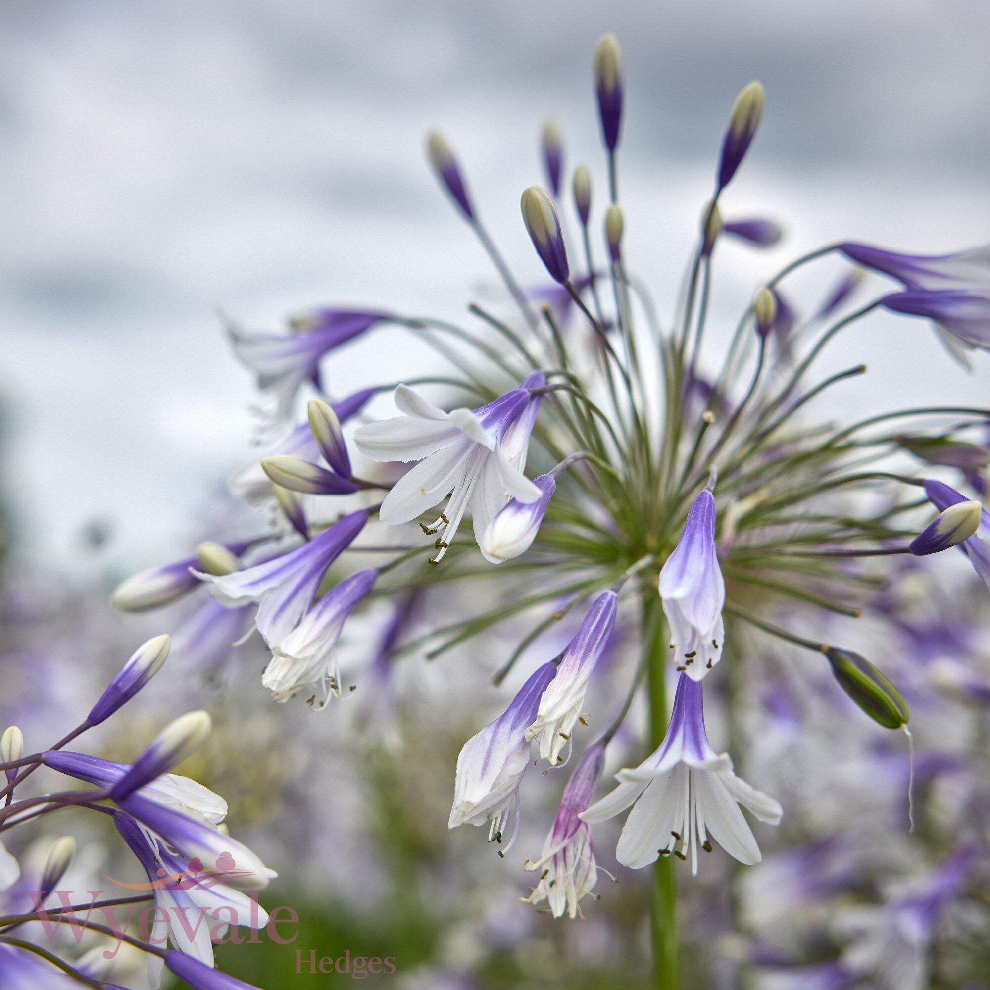 Agapanthus (African Lily) 'Fireworks'