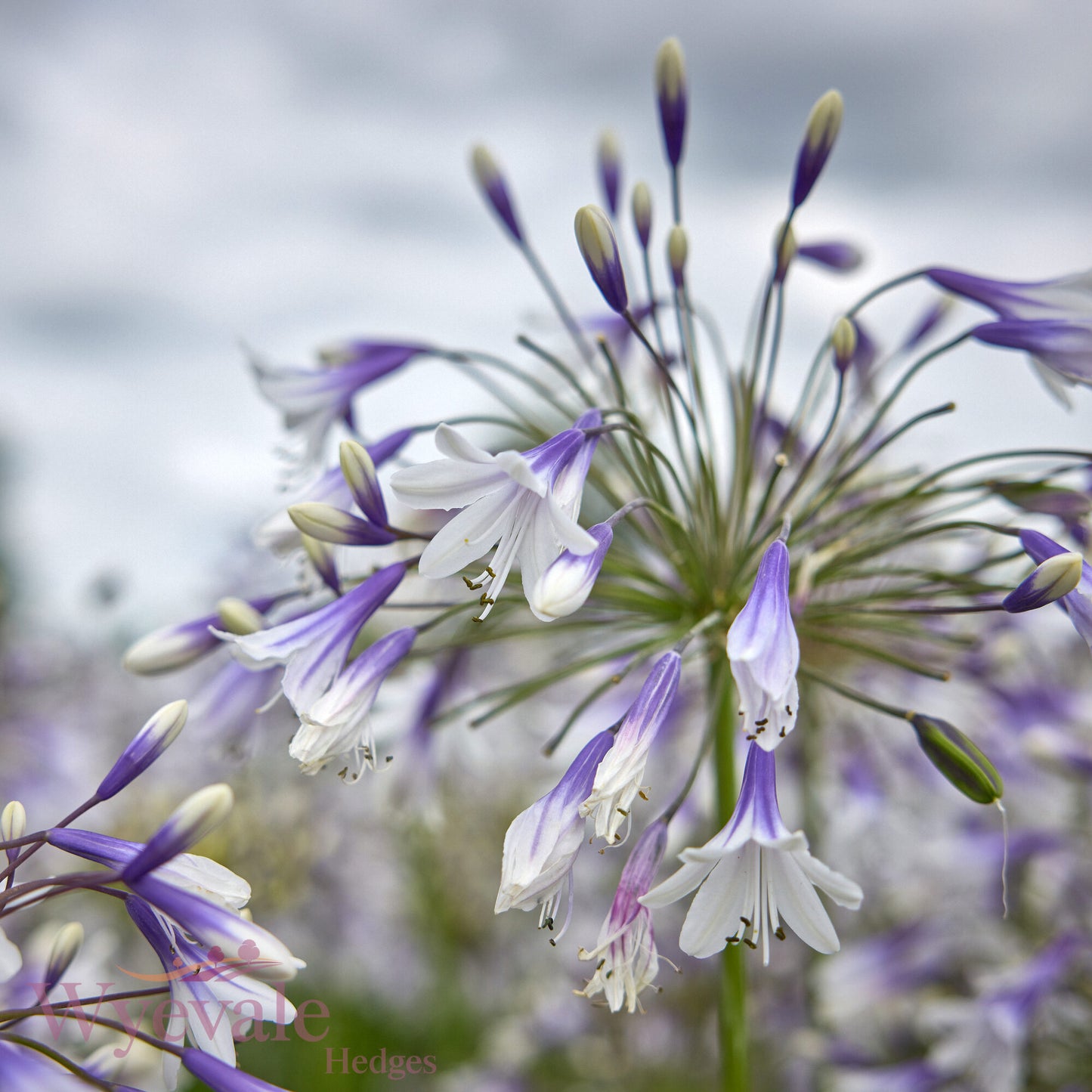 Agapanthus (African Lily) 'Fireworks'