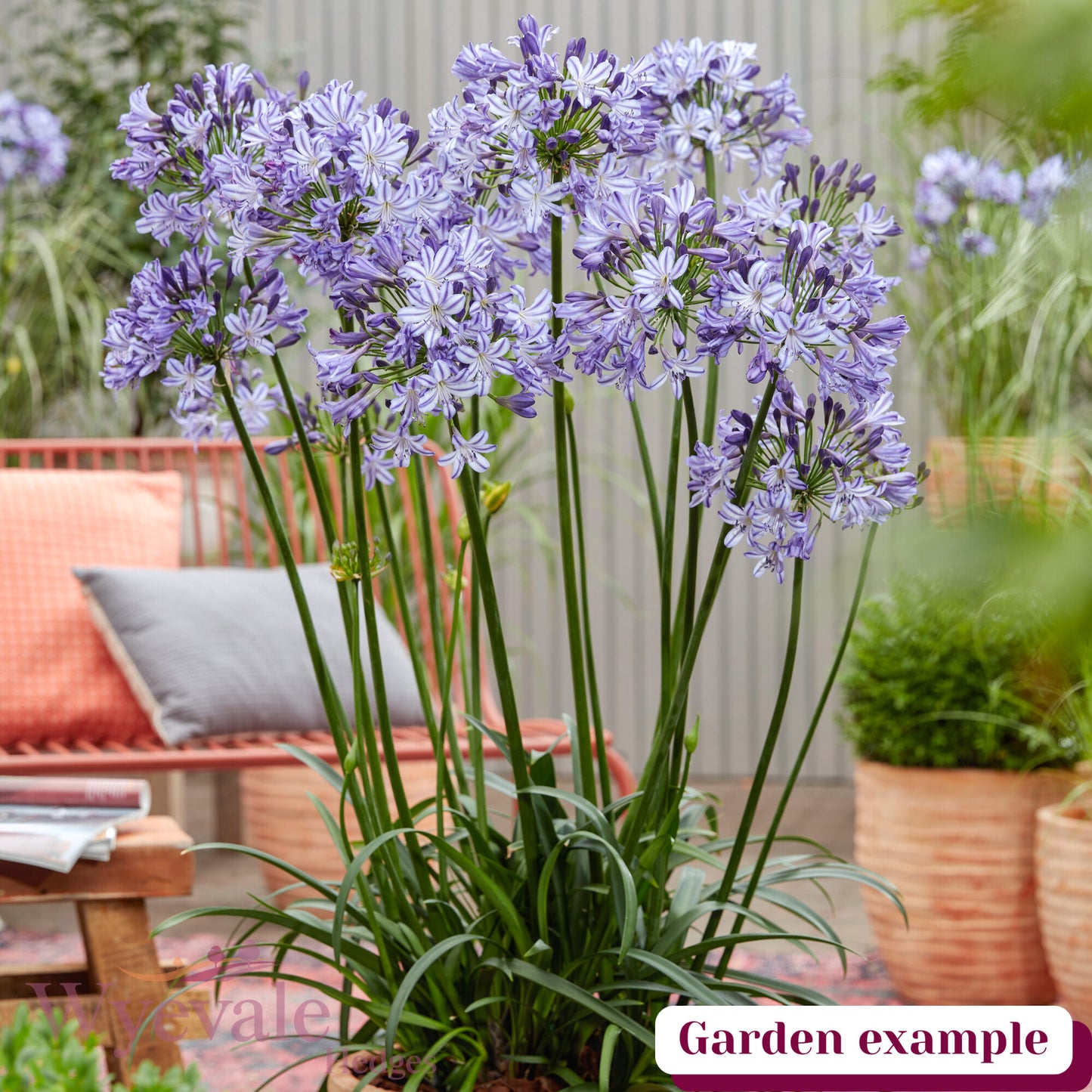 Agapanthus (African Lily) 'Poppin Star'