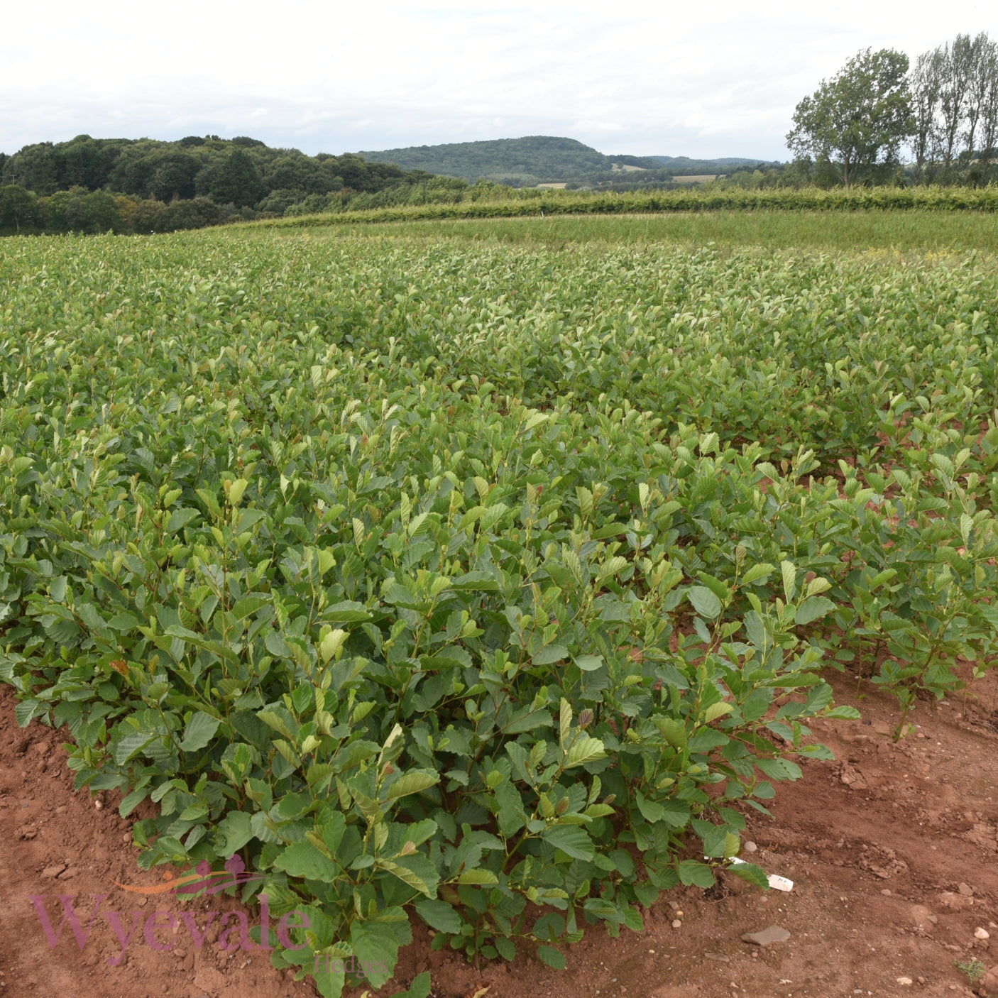 Alnus glutinosa (Common Alder) 2 Year Transplant (Pack of 25)