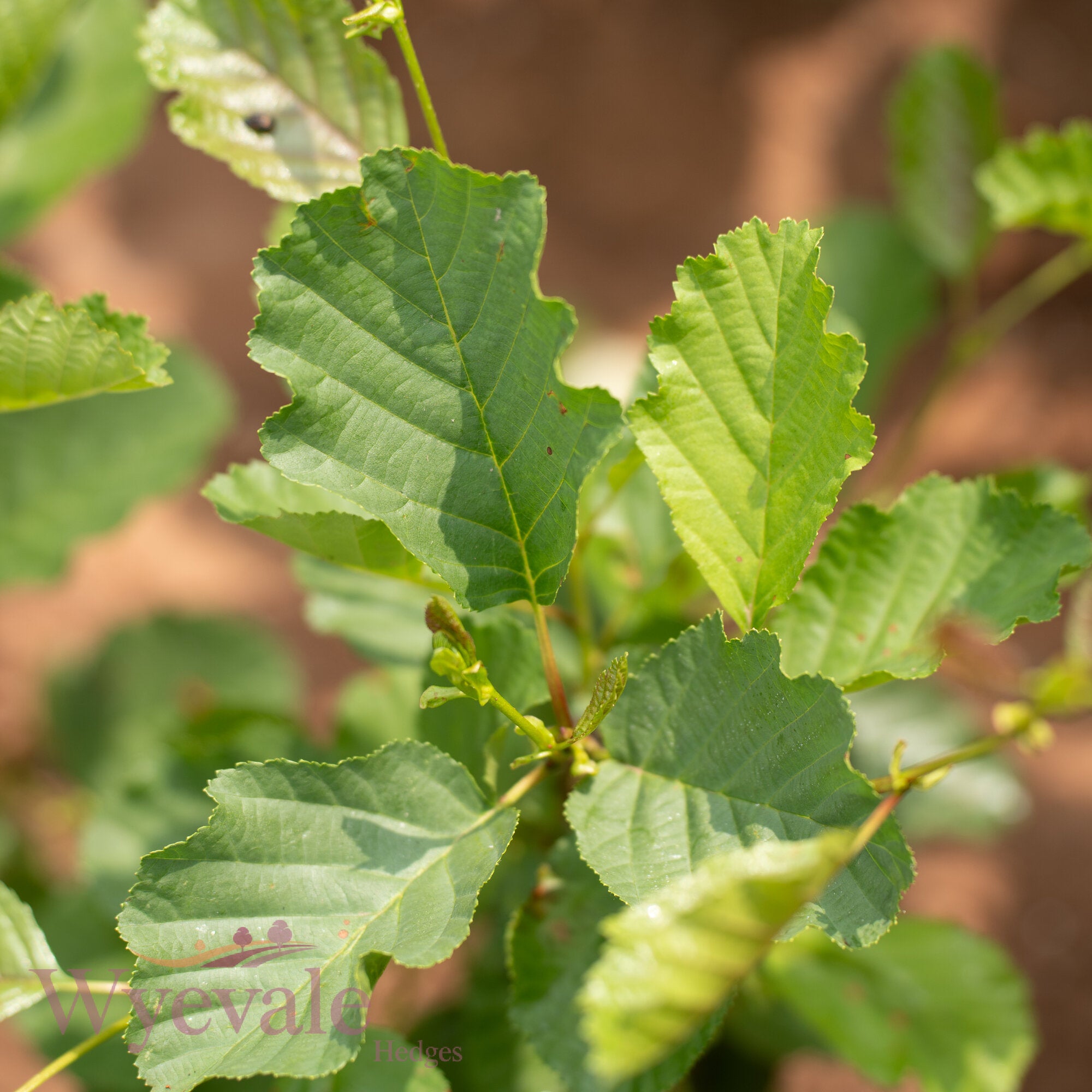 Bareroot Alnus glutinosa (Common Alder)