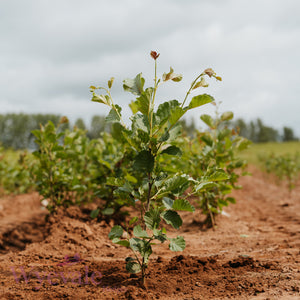 Bareroot Alnus glutinosa (Common Alder)