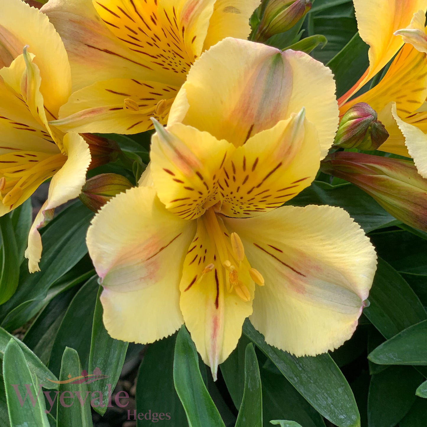 Alstroemeria (Peruvian Lily) 'Inticancha Havana'