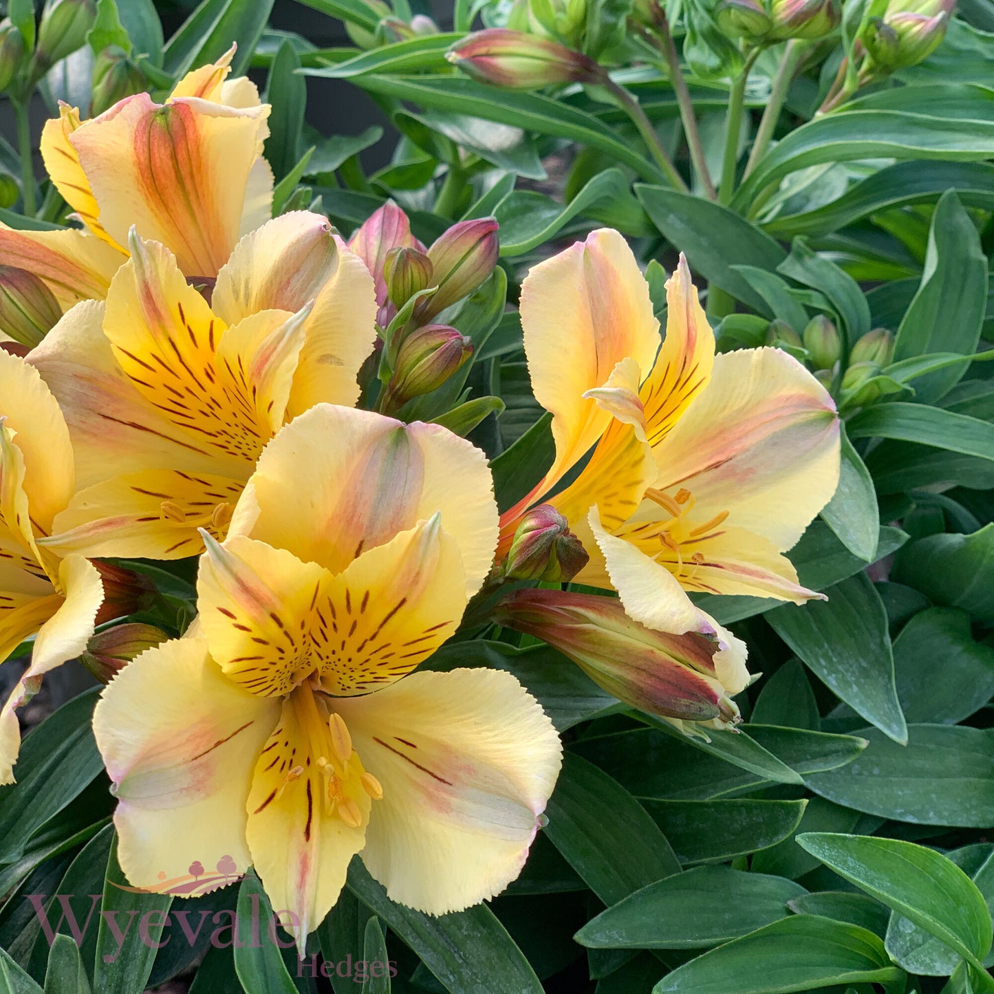 Alstroemeria (Peruvian Lily) 'Inticancha Havana'