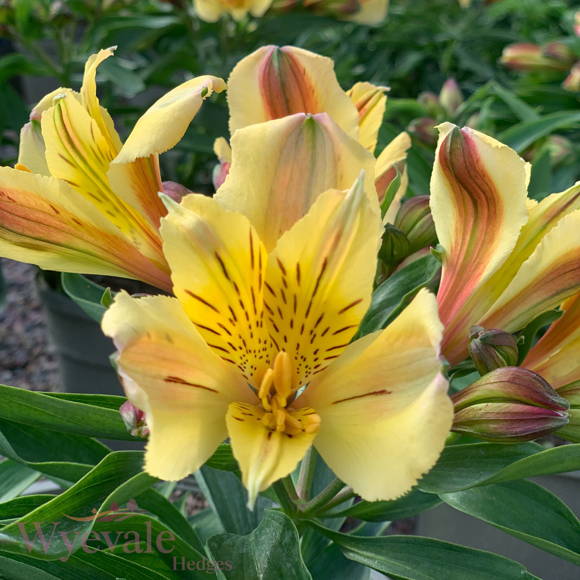 Alstroemeria (Peruvian Lily) 'Inticancha Havana'