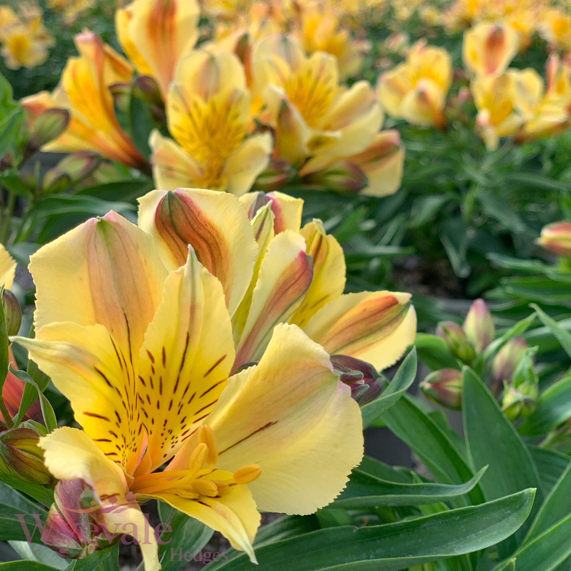 Alstroemeria (Peruvian Lily) 'Inticancha Havana'