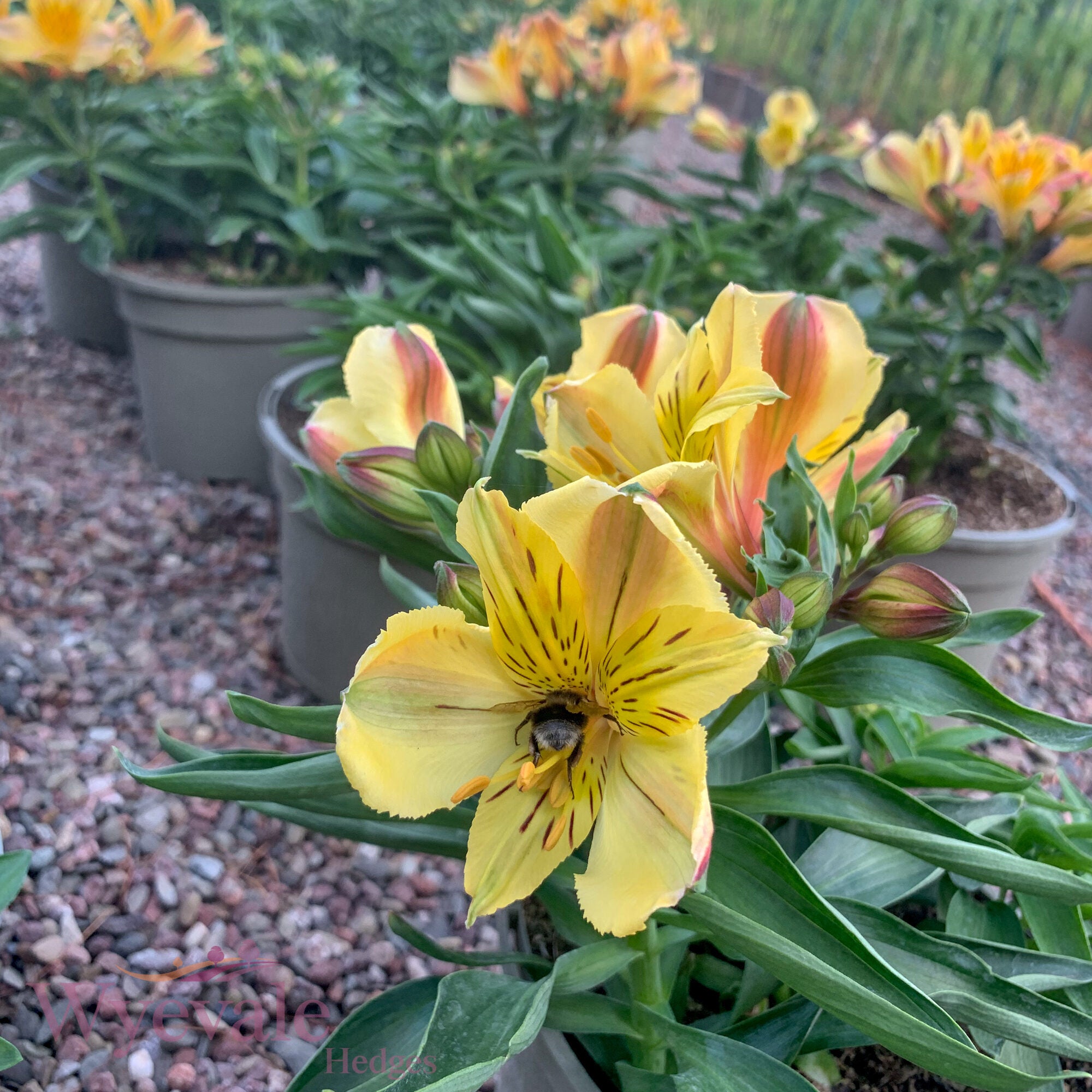Alstroemeria (Peruvian Lily) 'Inticancha Havana'