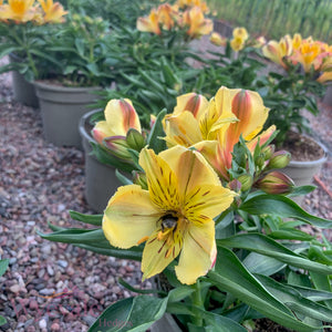 Alstroemeria (Peruvian Lily) 'Inticancha Havana'