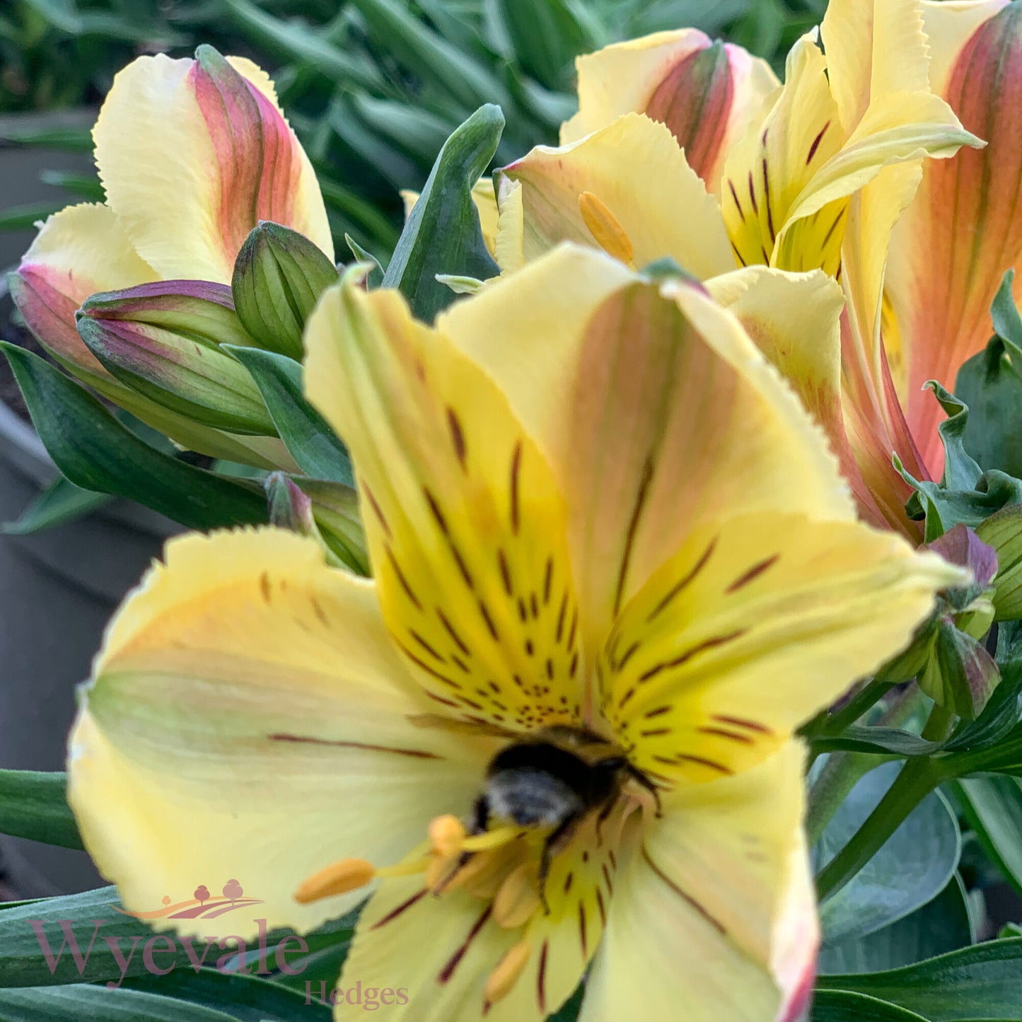 Alstroemeria (Peruvian Lily) 'Inticancha Havana'