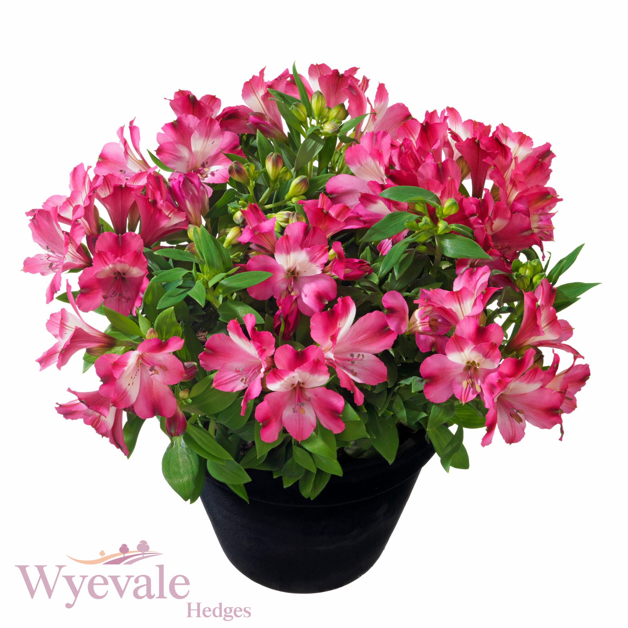 Alstroemeria (Peruvian Lily) 'Inticancha Romance'