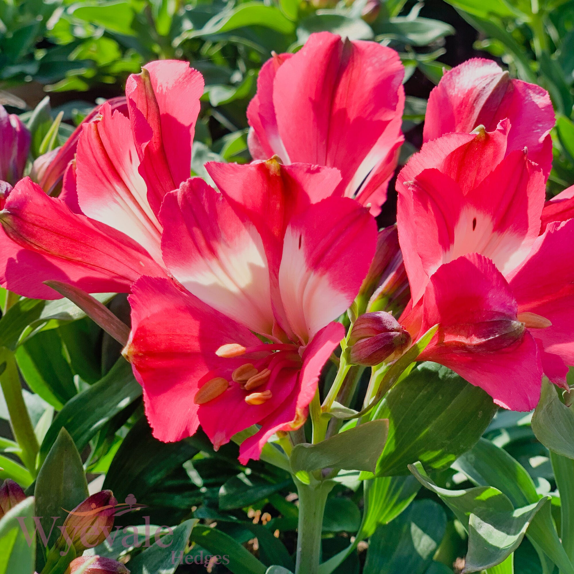 Alstroemeria (Peruvian Lily) 'Inticancha Romance'
