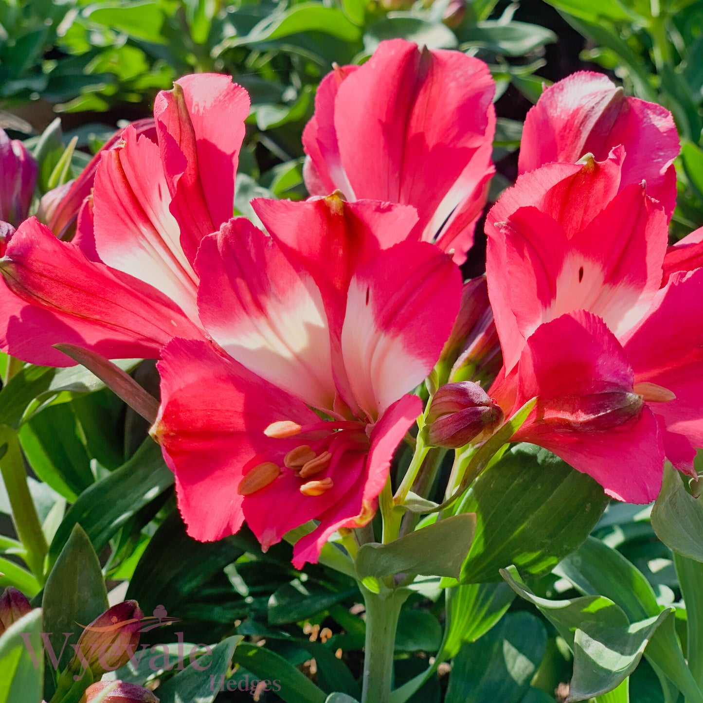 Alstroemeria (Peruvian Lily) 'Inticancha Romance'