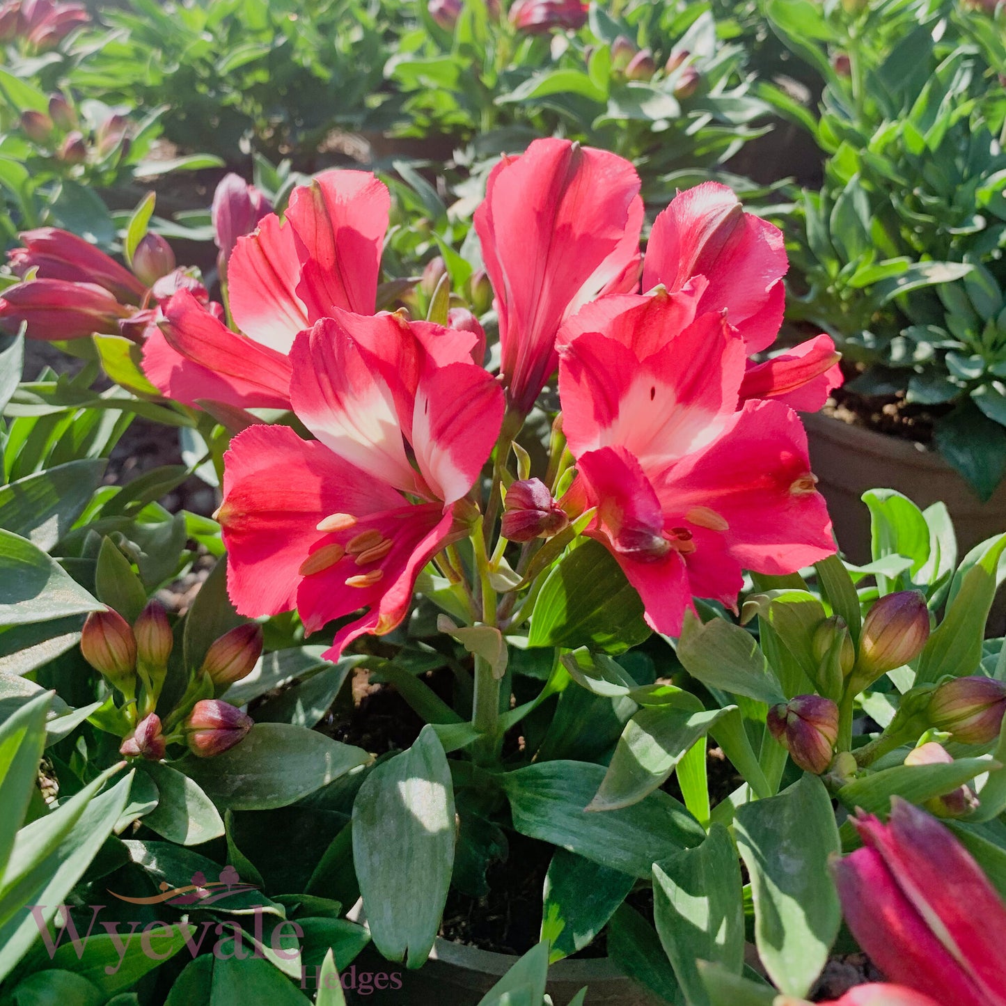 Alstroemeria (Peruvian Lily) 'Inticancha Romance'
