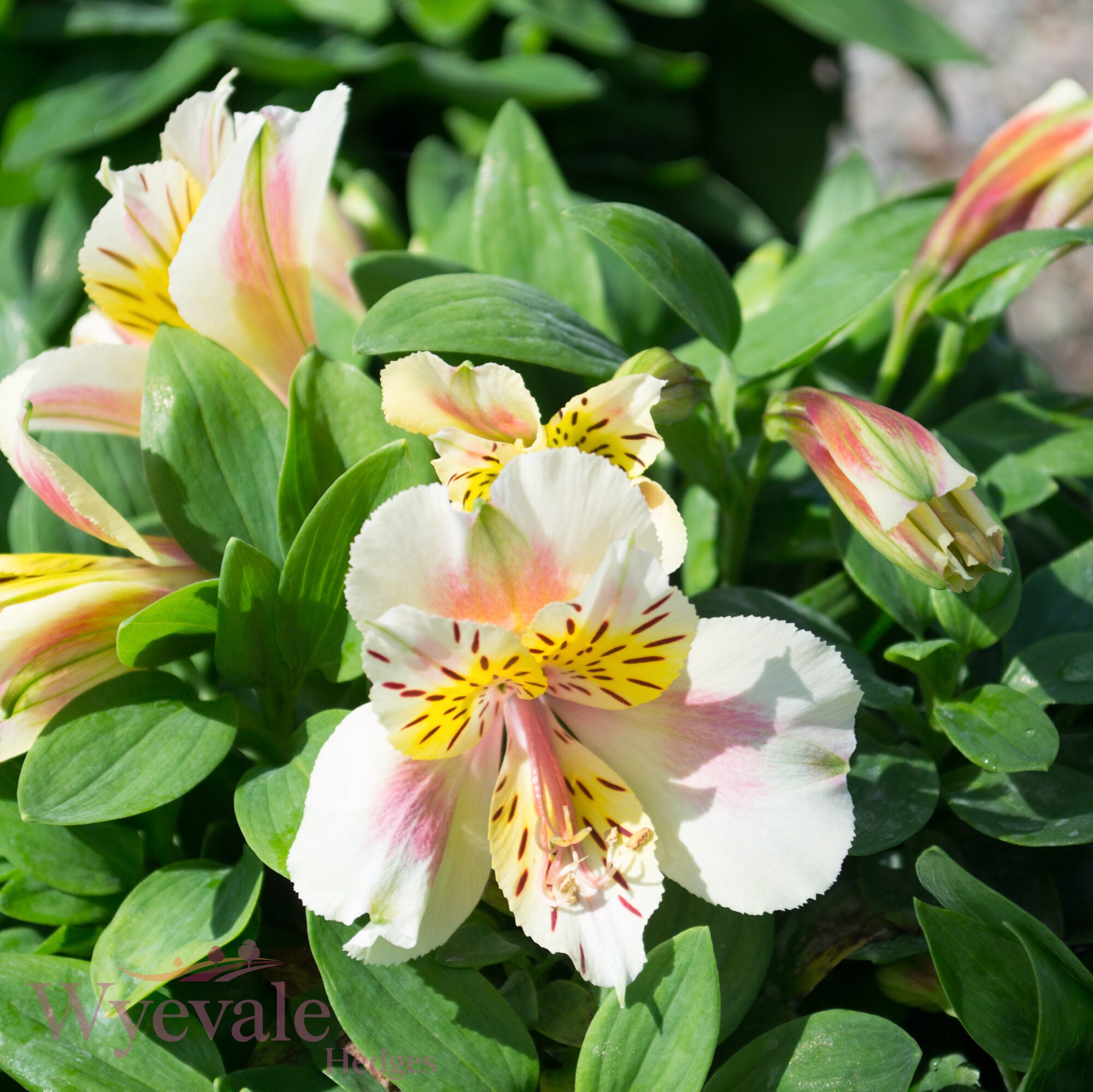 Alstroemeria (Peruvian Lily) 'Little Miss Christina'