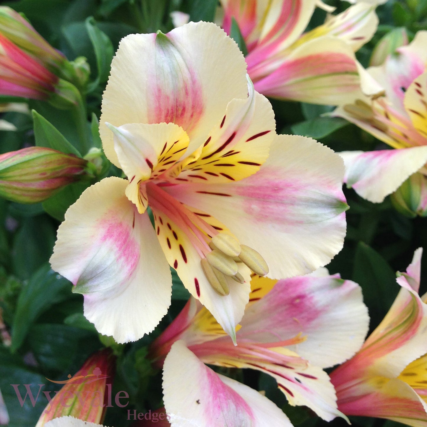Alstroemeria (Peruvian Lily) 'Little Miss Christina'