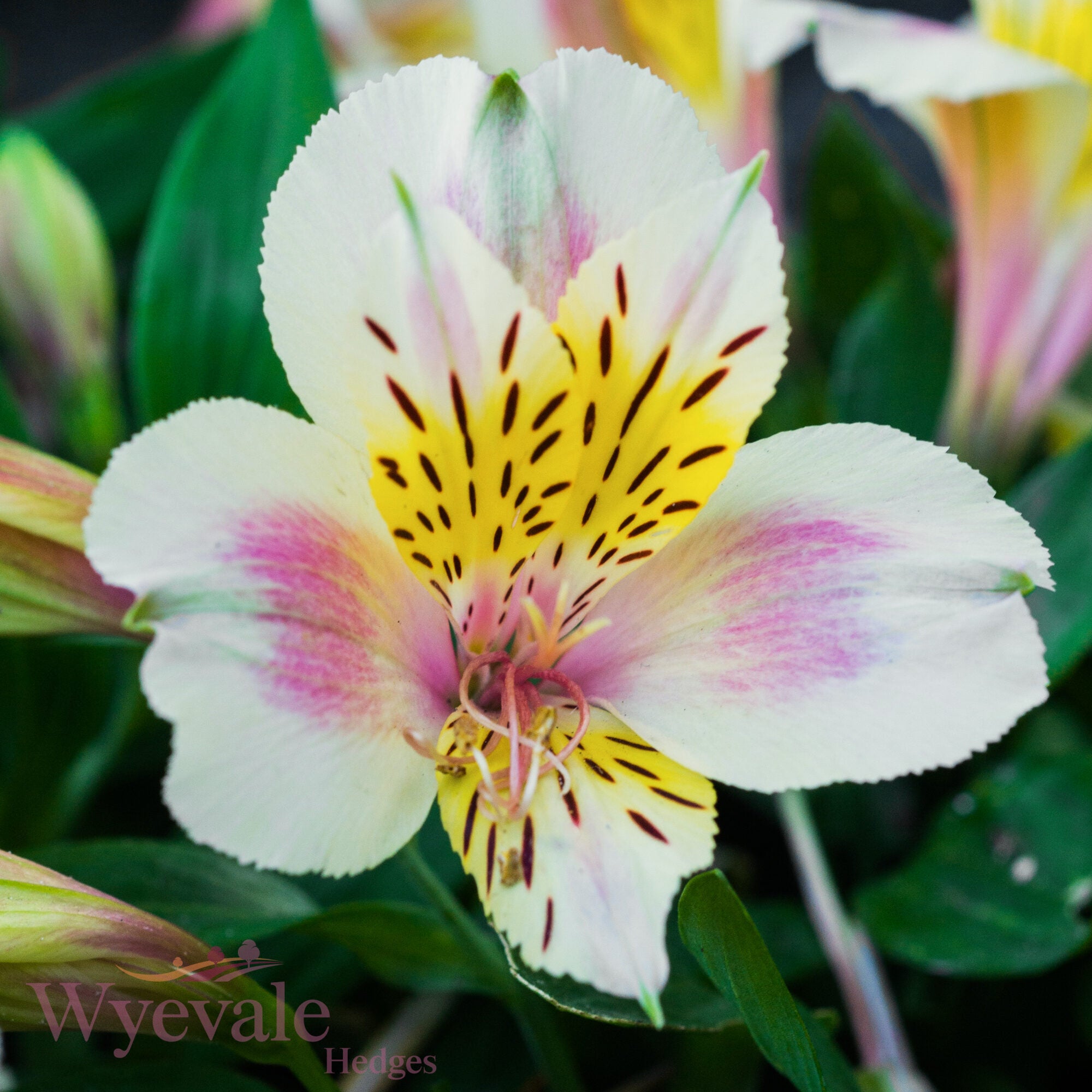 Alstroemeria (Peruvian Lily) 'Little Miss Christina'