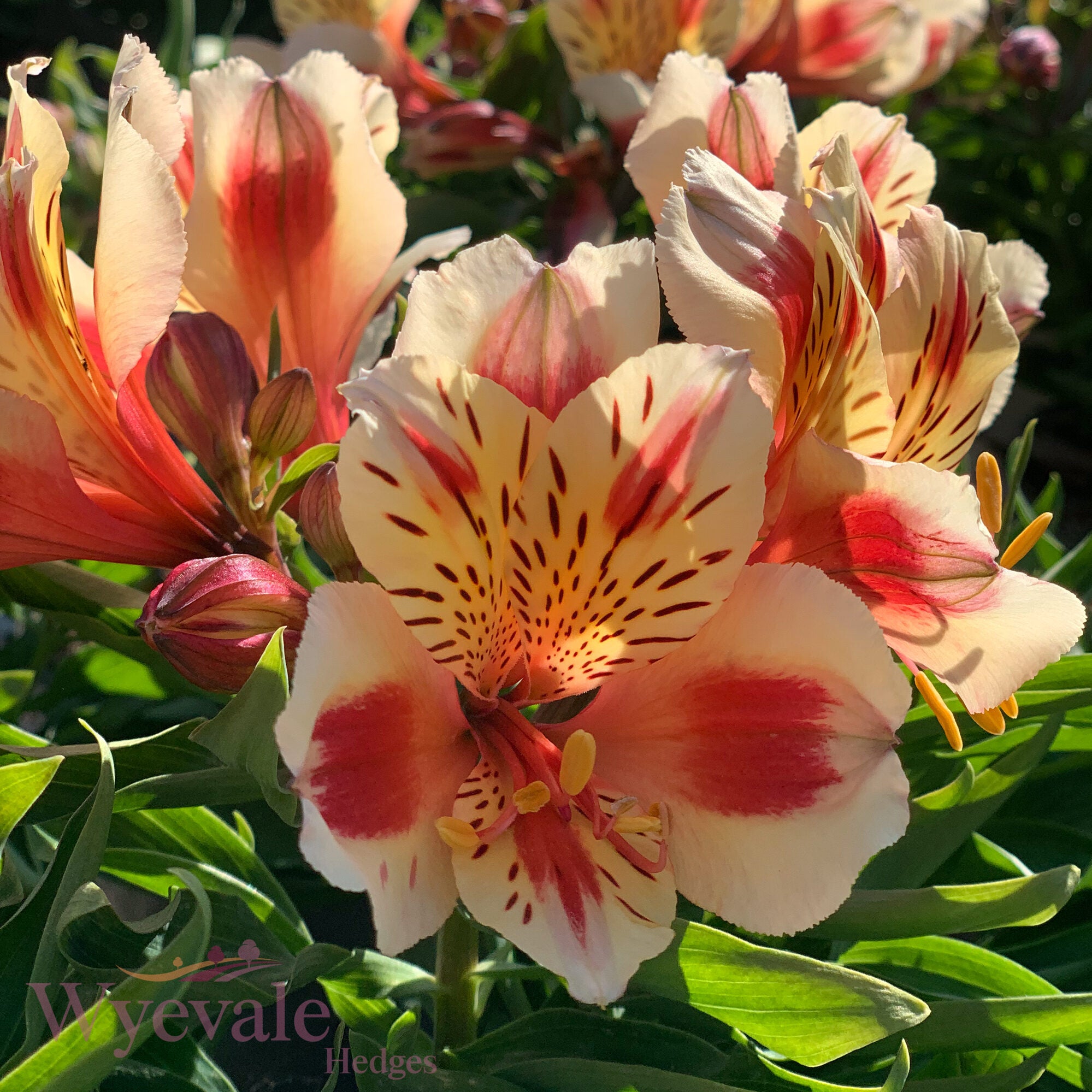 Alstroemeria (Peruvian Lily) 'Inticancha Sunset'