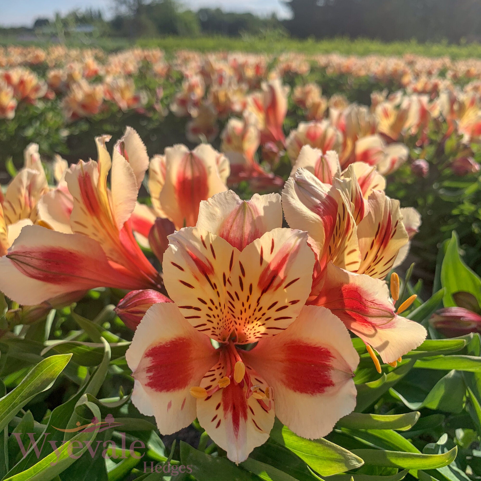 Alstroemeria (Peruvian Lily) 'Inticancha Sunset'
