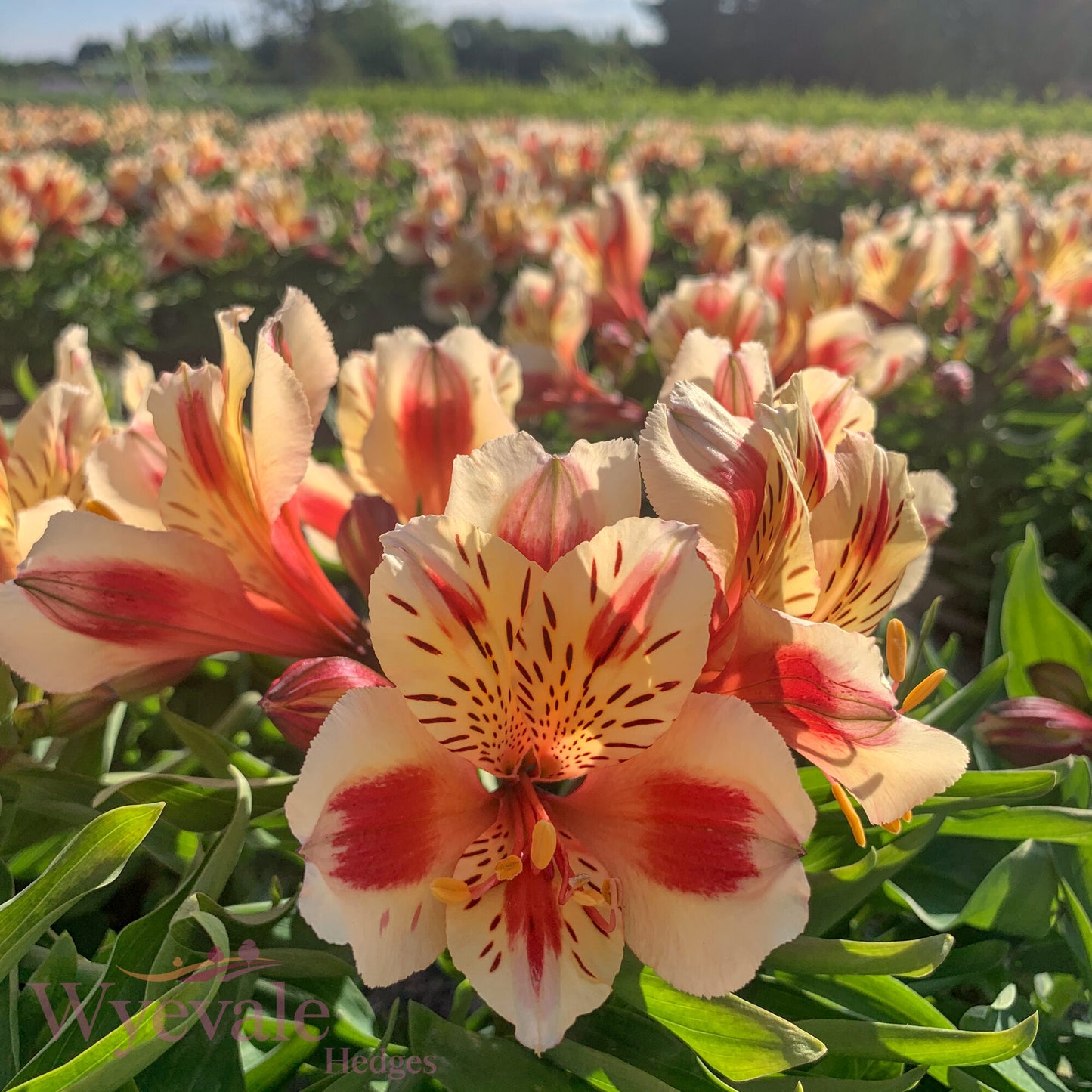 Alstroemeria (Peruvian Lily) 'Inticancha Sunset'