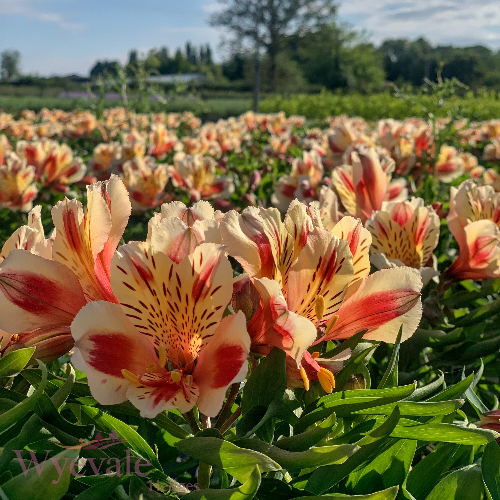 Alstroemeria (Peruvian Lily) 'Inticancha Sunset'