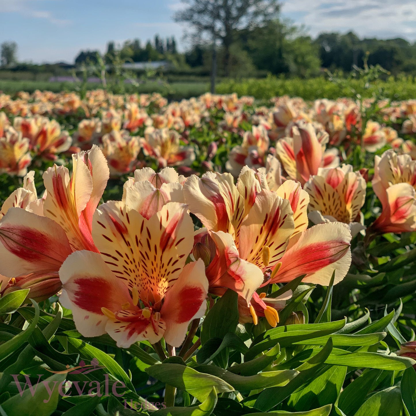 Alstroemeria (Peruvian Lily) 'Inticancha Sunset'