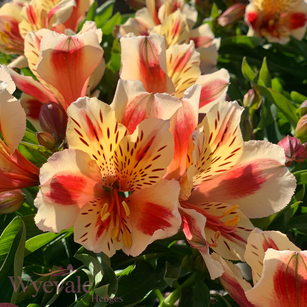 Alstroemeria (Peruvian Lily) 'Inticancha Sunset'