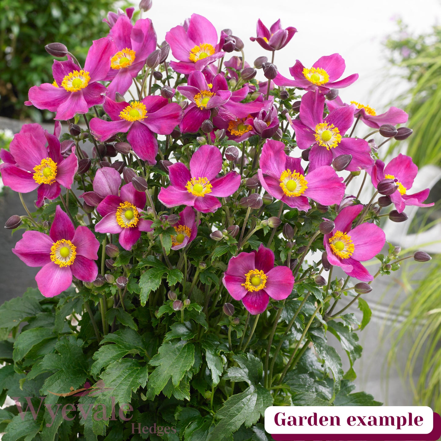 Anemone hupehensis (Japanese Anemone) 'Fantasy Red Riding Hood'