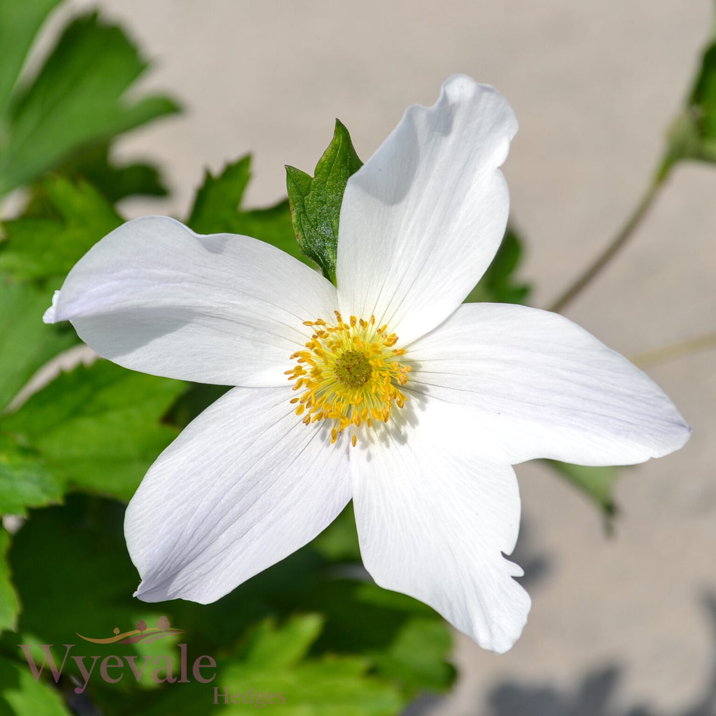 Anemone (Windflower) 'Wild Swan'
