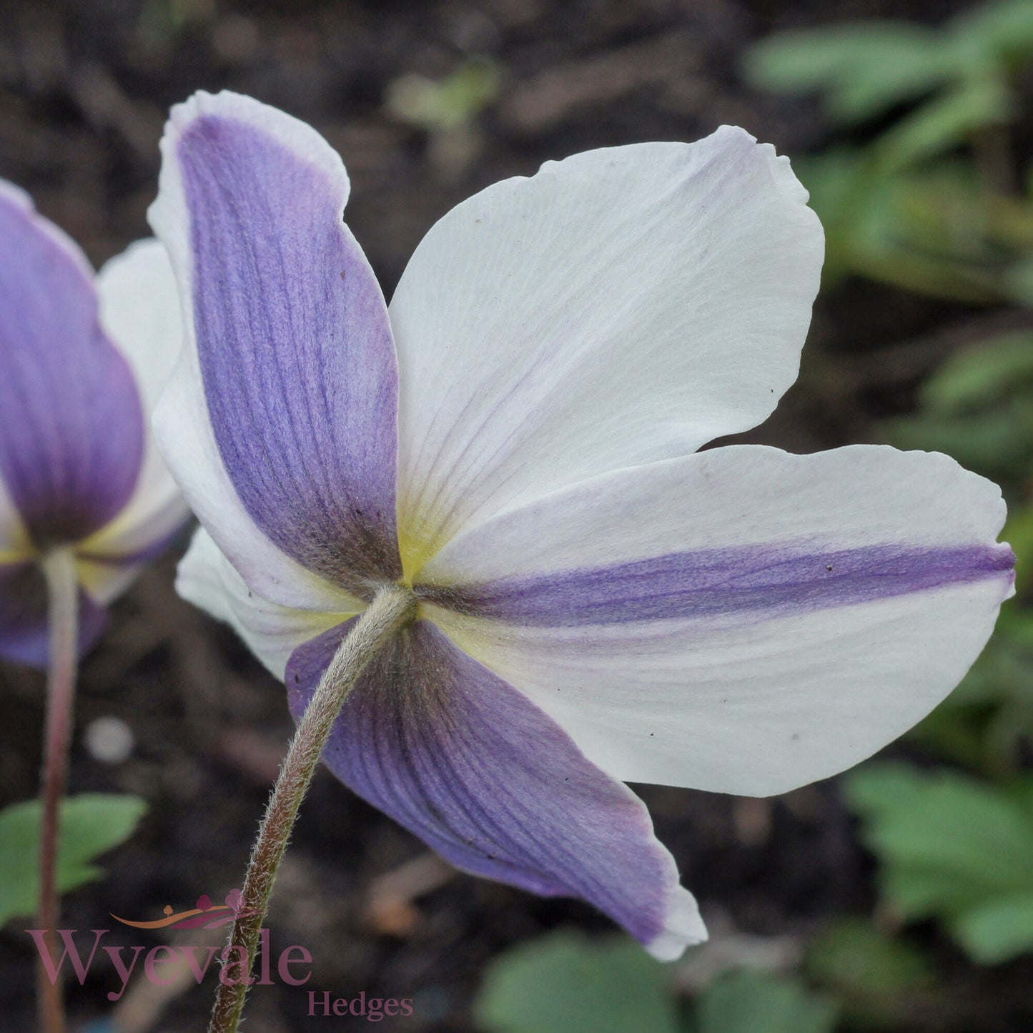 Anemone (Windflower) 'Wild Swan'