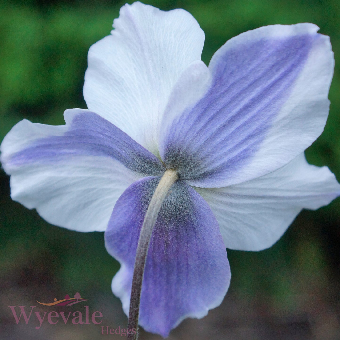 Anemone (Windflower) 'Wild Swan'