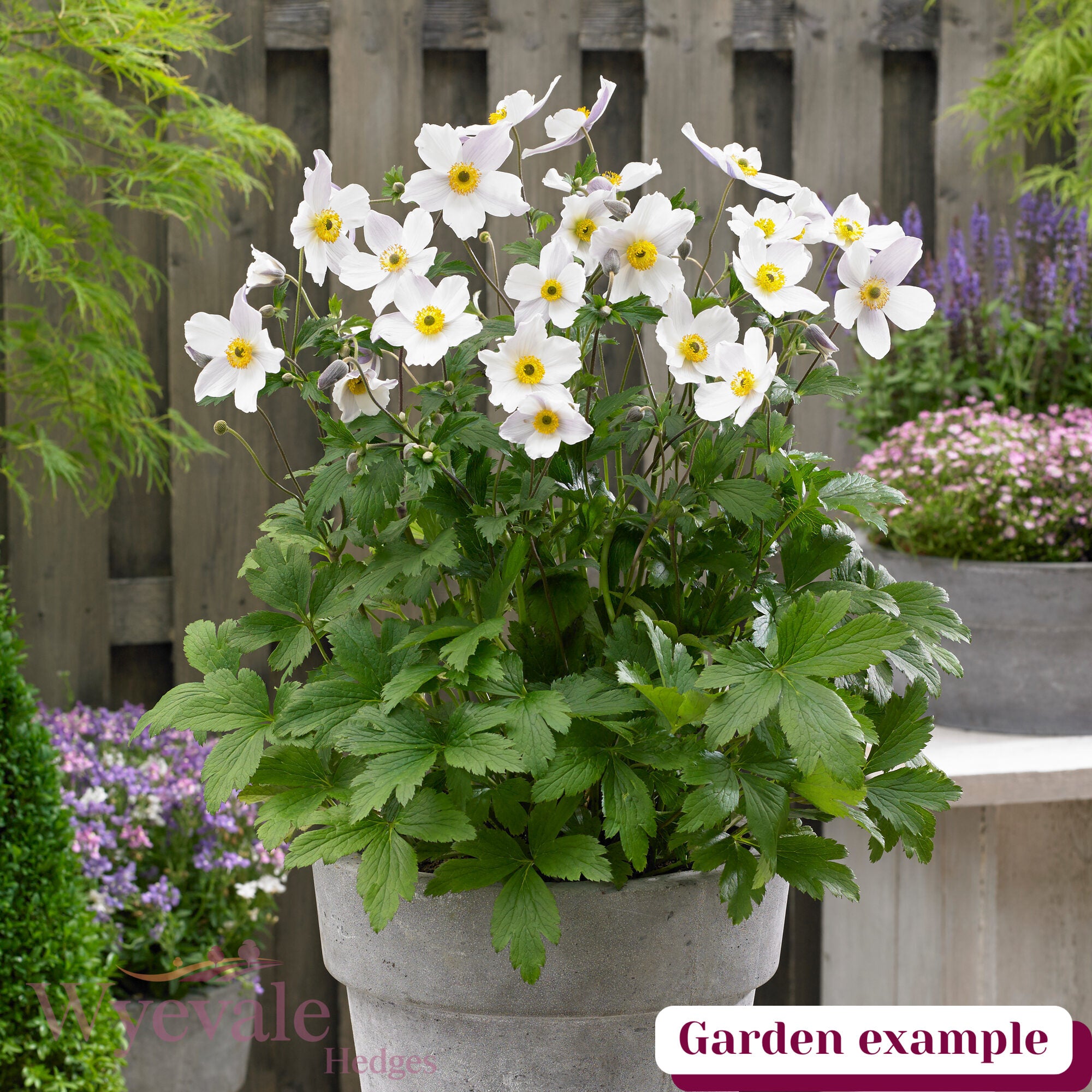 Anemone (Windflower) 'Wild Swan'
