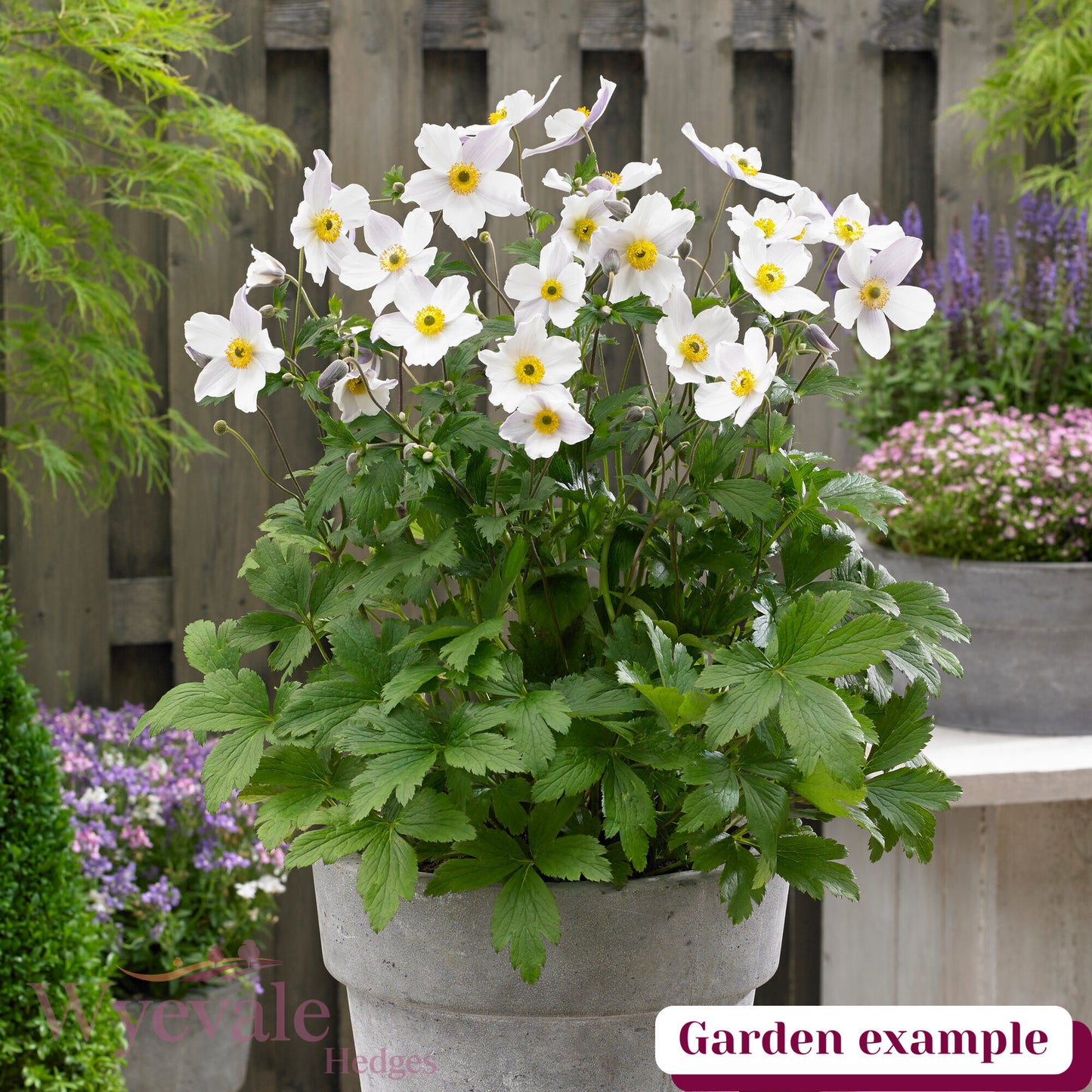 Anemone (Windflower) 'Wild Swan'
