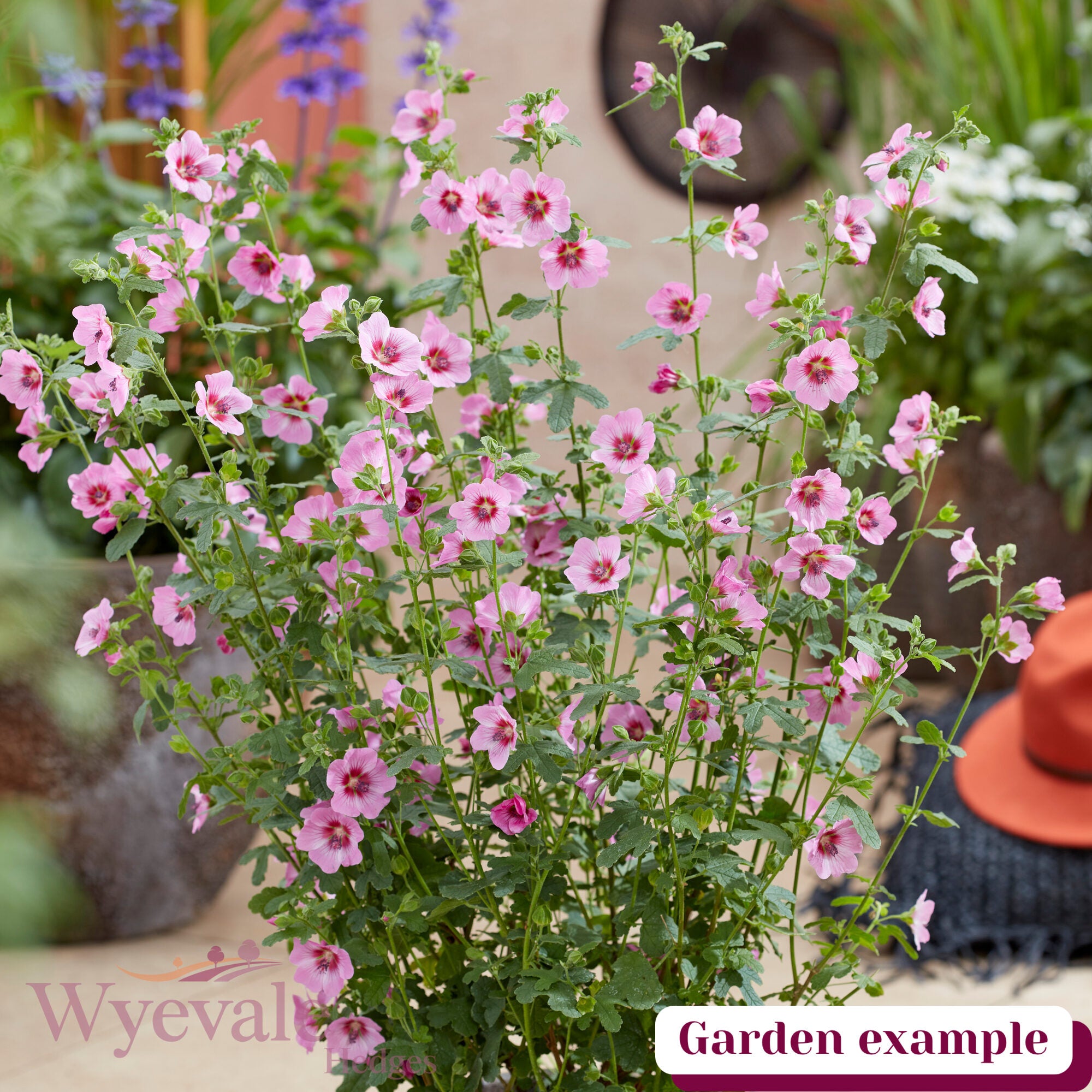 Anisodontea 'Carnival Lights Gala'