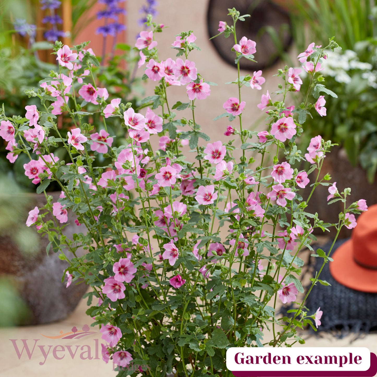 Anisodontea 'Carnival Lights Gala'