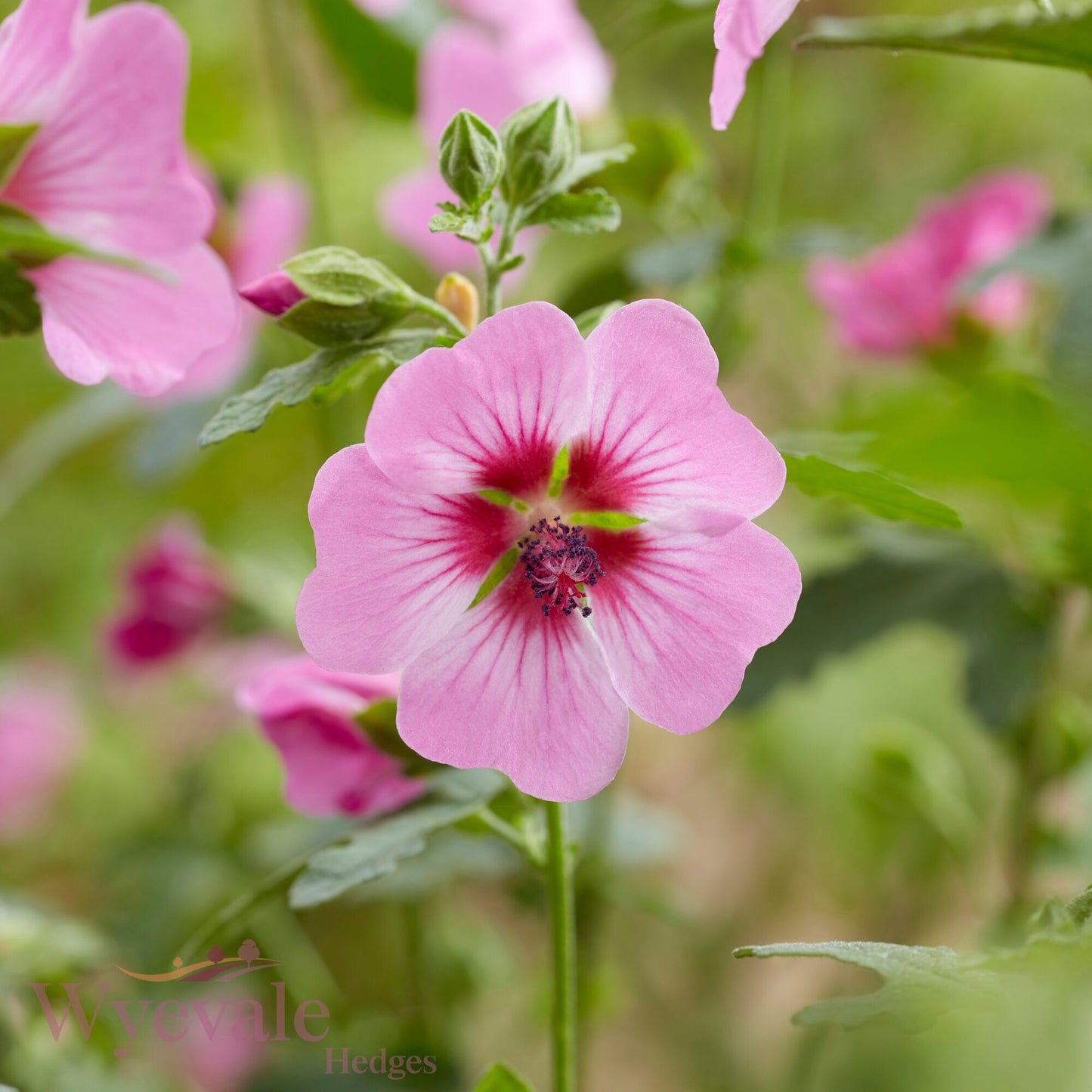 Anisodontea 'Carnival Lights Gala'
