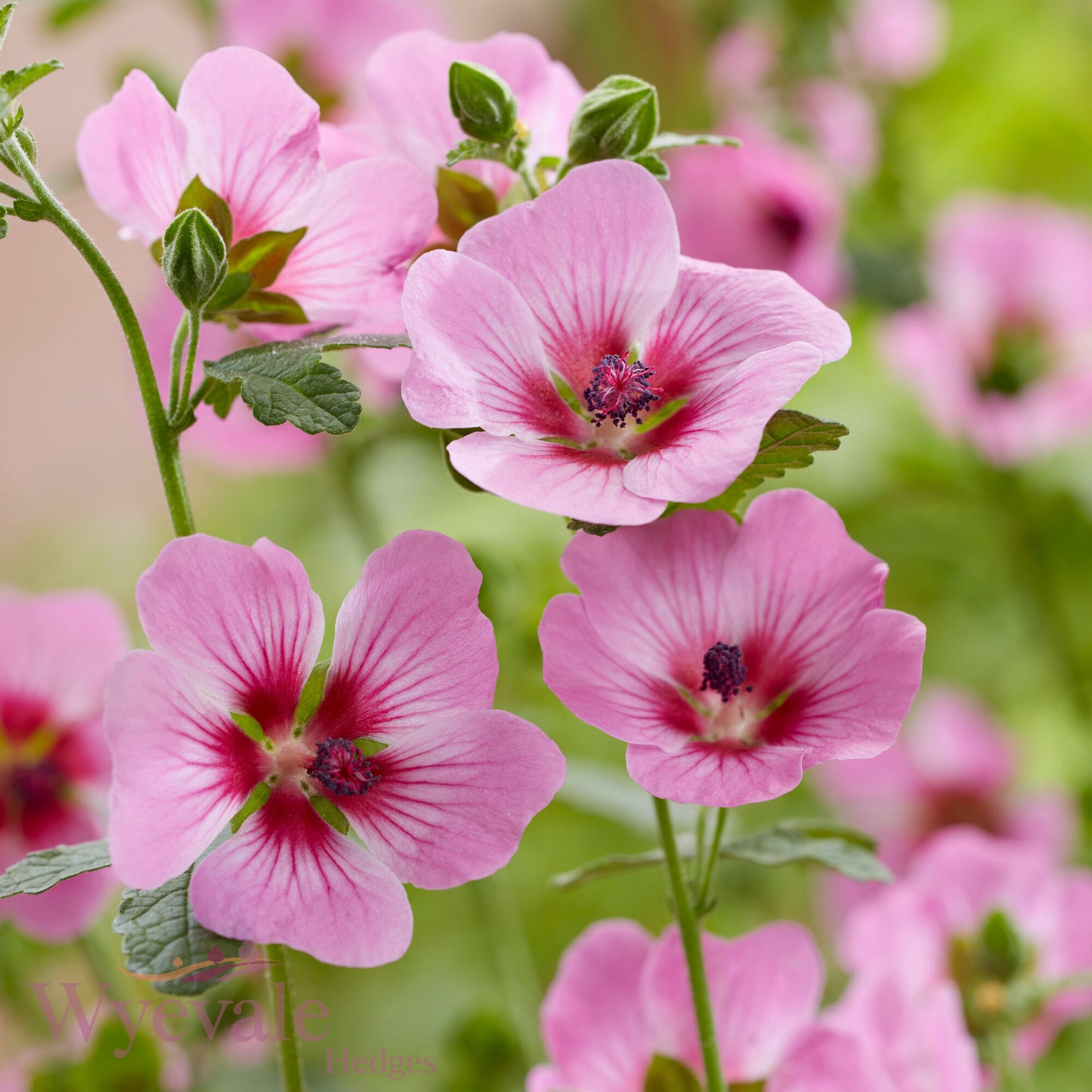 Anisodontea 'Carnival Lights Gala'