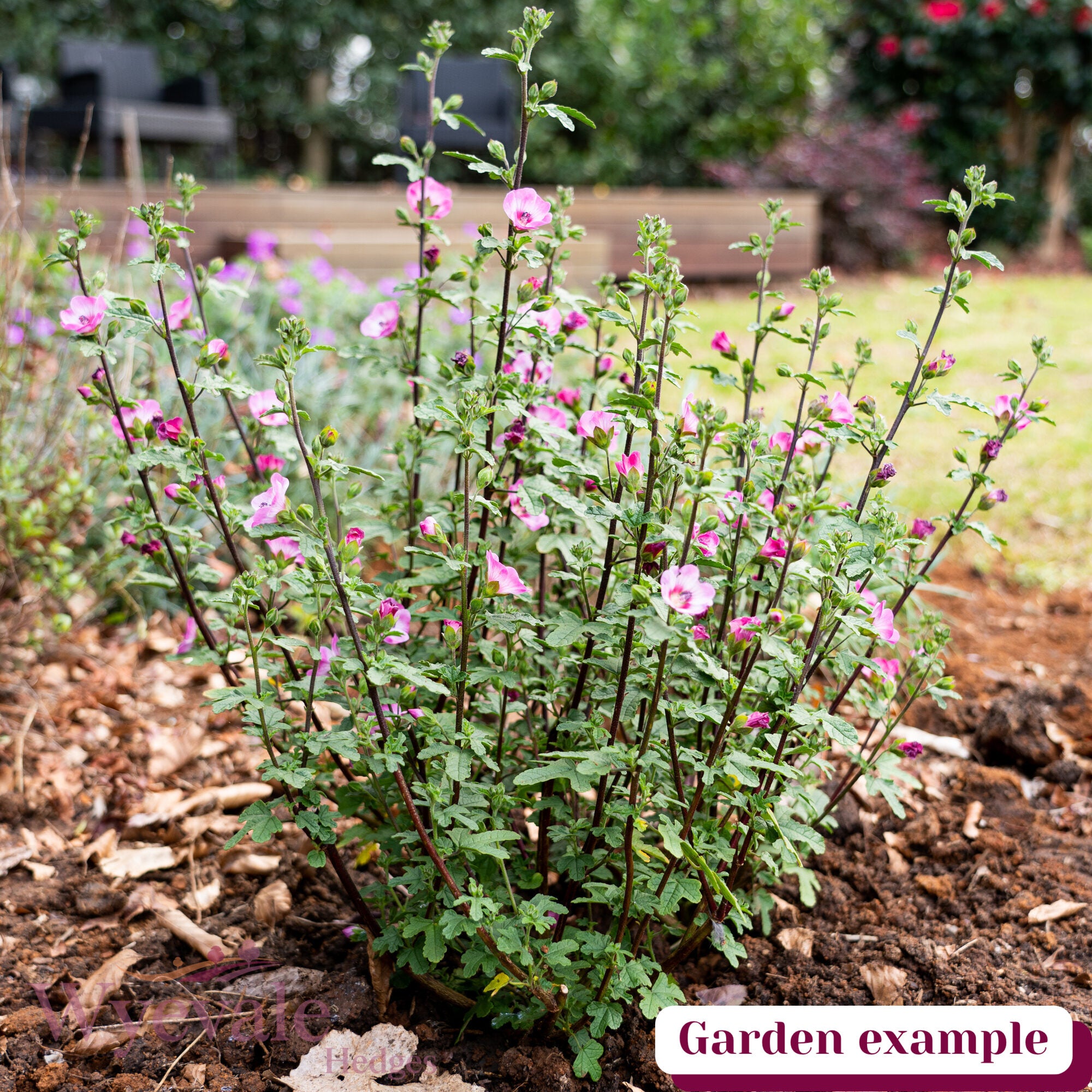 Anisodontea 'Carnival Lights Gala'