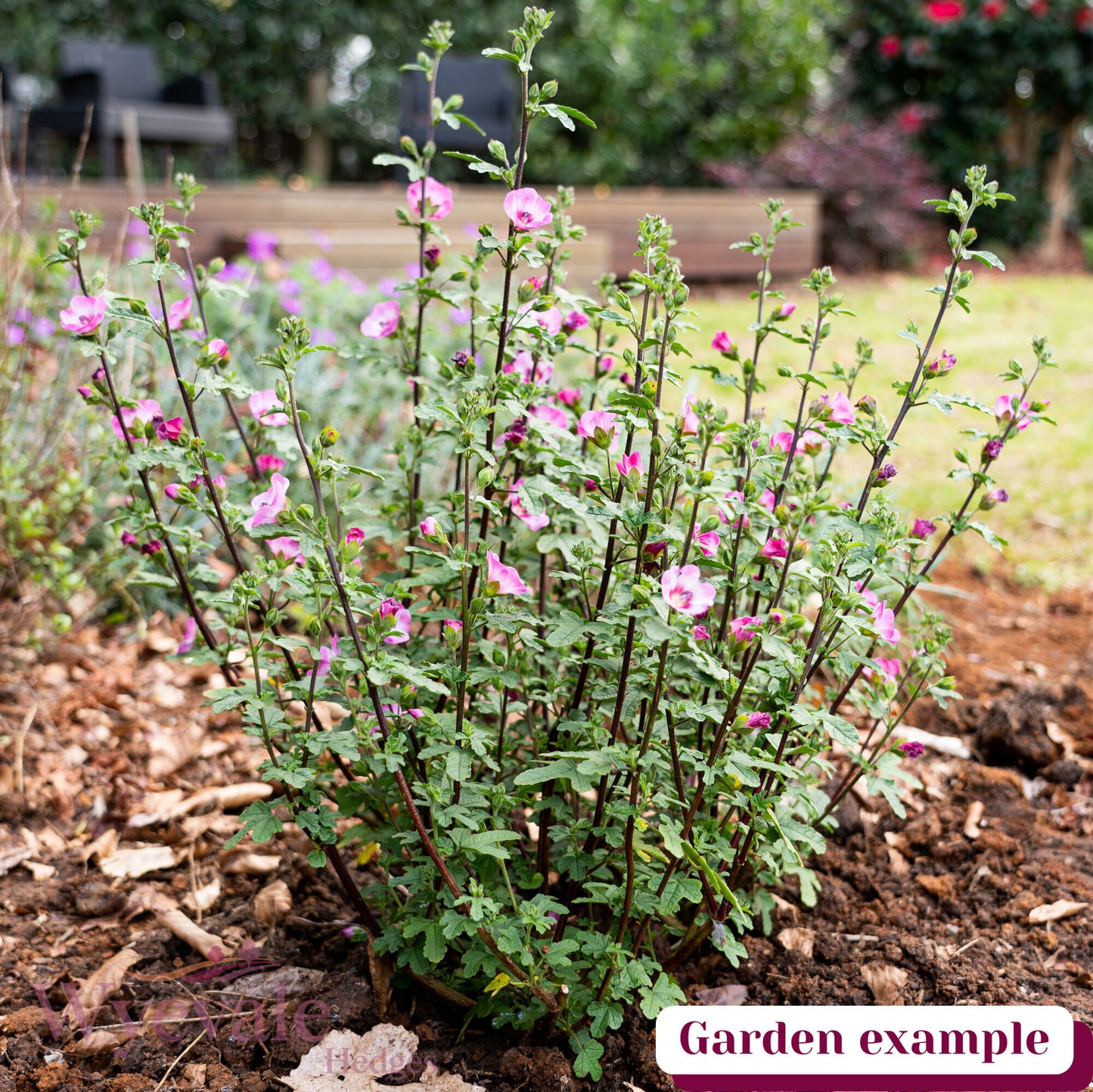 Anisodontea 'Carnival Lights Gala'