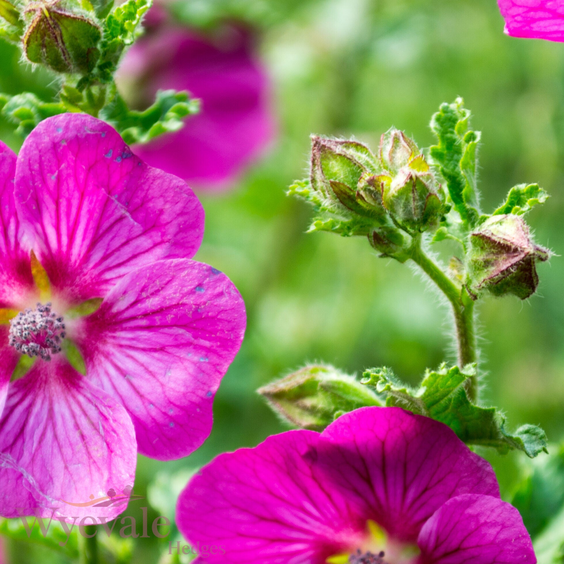 Anisodontea capensis (African mallow) 'Elegans Princess'
