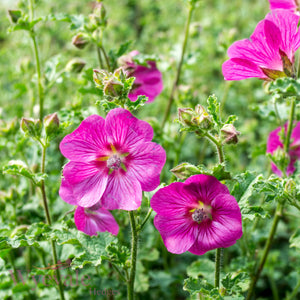 Anisodontea capensis (African mallow) 'Elegans Princess'