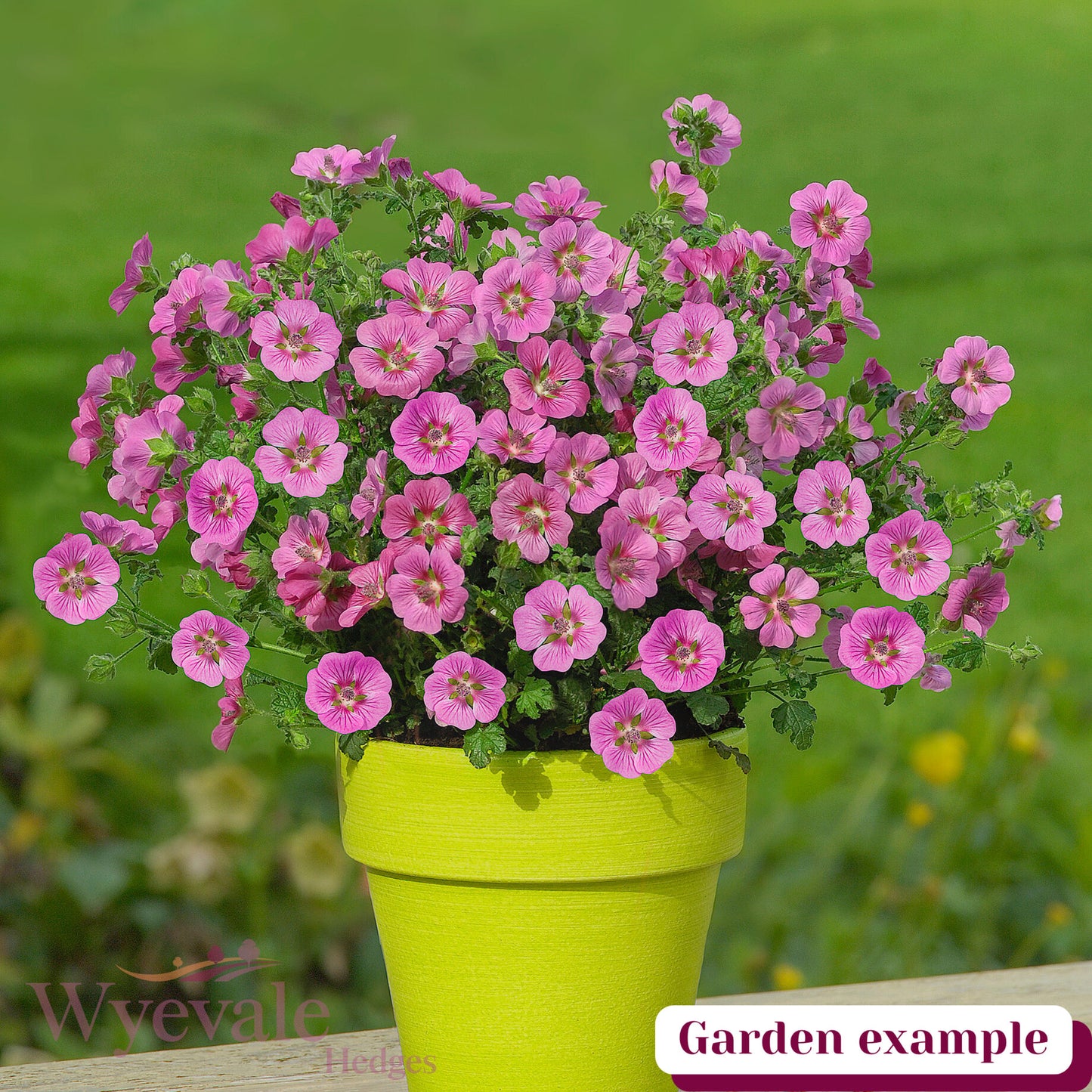 Anisodontea capensis (African mallow) 'Elegans Princess'